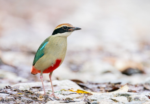 Fairy Pitta