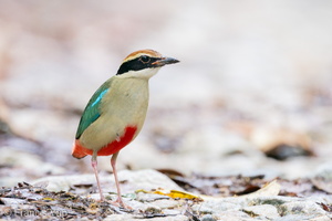 Fairy Pitta-191108-103MSDCF-FYP03566-W.jpg