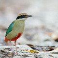 Fairy_Pitta-191108-103MSDCF-FYP03566-W.jpg