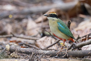 Fairy Pitta-211102-127MSDCF-FRY01694-W.jpg