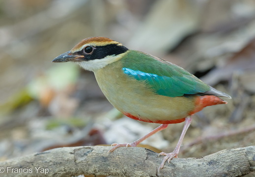 Fairy Pitta