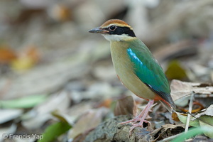 Fairy Pitta-260315-161FRYAP-FYA02881-W.jpg