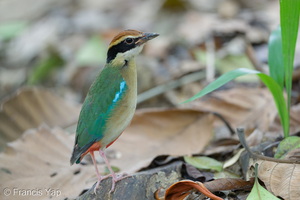 Fairy Pitta-260315-161FRYAP-FYA04998-W.jpg