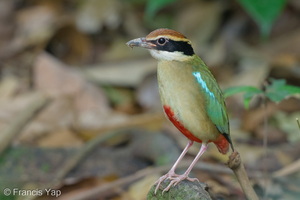 Fairy Pitta-260319-162FRYAP-FYA00879-W.jpg