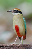 Fairy Pitta-260319-162FRYAP-FYA06674-W.jpg