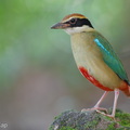 Fairy_Pitta-260320-164FRYAP-FYA07982-W.jpg