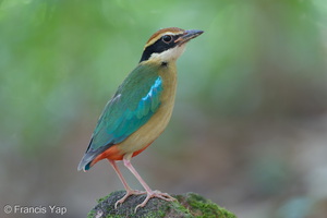 Fairy Pitta-260320-164FRYAP-FYA08636-W.jpg