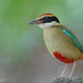 Fairy_Pitta-260320-165FRYAP-FYA02367-W.jpg