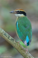Fairy Pitta-260323-165FRYAP-FYA06292-W.jpg