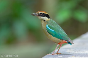 Fairy Pitta-260409-171FRYAP-FYA03066-W.jpg