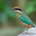 Fairy_Pitta-260409-171FRYAP-FYA03066-W.jpg