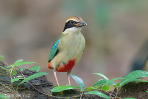 Fairy Pitta-261017-210FRYAP-FYA04870-W.jpg