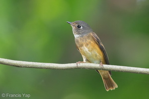 Ferruginous Flycatcher-141006-118EOS1D-FY1X9455-W.jpg