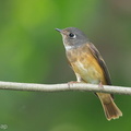 Ferruginous_Flycatcher-141006-118EOS1D-FY1X9455-W.jpg