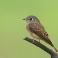 Ferruginous_Flycatcher-151029-101EOS5D-FY5S4049-W.jpg