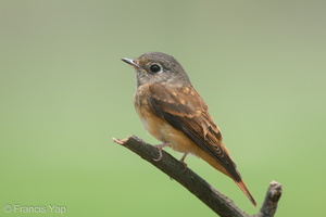 Ferruginous Flycatcher-151029-101EOS5D-FY5S4112-W.jpg