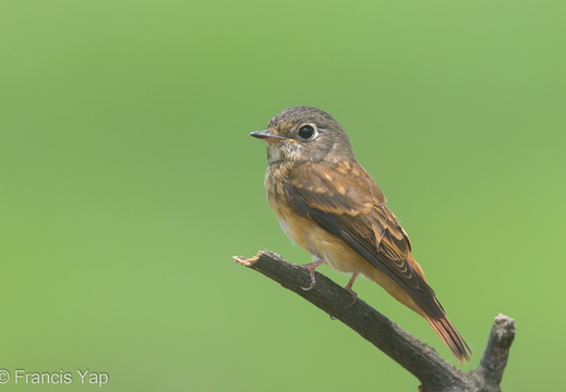 Ferruginous Flycatcher