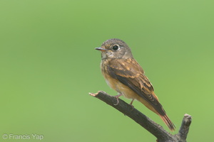 Ferruginous Flycatcher-151029-121EOS1D-FY1X9293-W.jpg