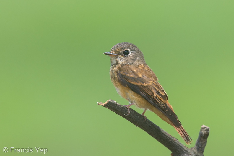 Ferruginous_Flycatcher-151029-121EOS1D-FY1X9293-W.jpg