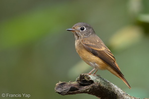 Ferruginous Flycatcher-181031-112ND500-FYP_4630-W.jpg