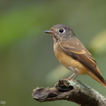 Ferruginous_Flycatcher-181031-112ND500-FYP_4630-W.jpg