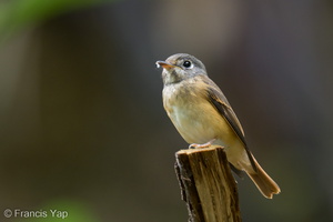 Ferruginous Flycatcher-221016-156MSDCF-FYP05657-W.jpg