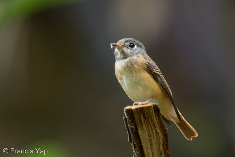 Ferruginous_Flycatcher-221016-156MSDCF-FYP05657-W.jpg