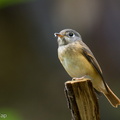 Ferruginous_Flycatcher-221016-156MSDCF-FYP05657-W.jpg