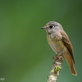 Ferruginous_Flycatcher-241122-252MSDCF-FYP05735-W.jpg