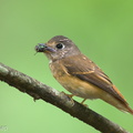 Ferruginous_Flycatcher-241125-252MSDCF-FYP07665-W.jpg