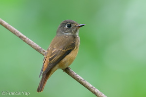 Ferruginous Flycatcher-251118-133FRYAP-FYA08043-W.jpg