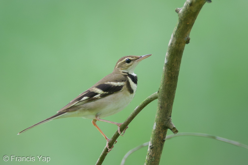 Forest_Wagtail-111023-108EOS7D-IMG_7567-W.jpg