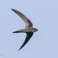 Fork-tailed_Swift-210324-105MSDCF-FRY08213-W.jpg