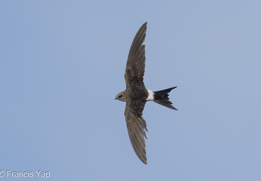 Fork-tailed Swift