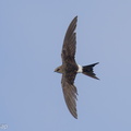 Fork-tailed_Swift-211008-122MSDCF-FRY01182-W.jpg