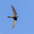 Fork-tailed_Swift-221011-155MSDCF-FYP08068-W.jpg
