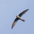 Fork-tailed_Swift-221020-156MSDCF-FYP07100-W.jpg