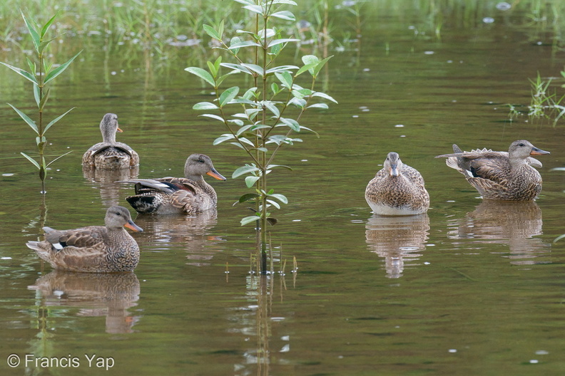 Gadwall-201204-126MSDCF-FYP00627-W.jpg