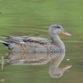 Gadwall-201204-126MSDCF-FYP01804-W.jpg