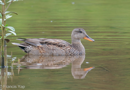 Gadwall