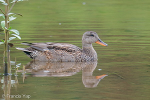 Gadwall-201204-126MSDCF-FYP02013-W.jpg