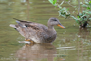 Gadwall-201204-126MSDCF-FYP02231-W.jpg