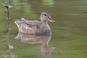 Gadwall-201204-126MSDCF-FYP02471-W.jpg