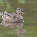 Gadwall-201204-126MSDCF-FYP02471-W.jpg