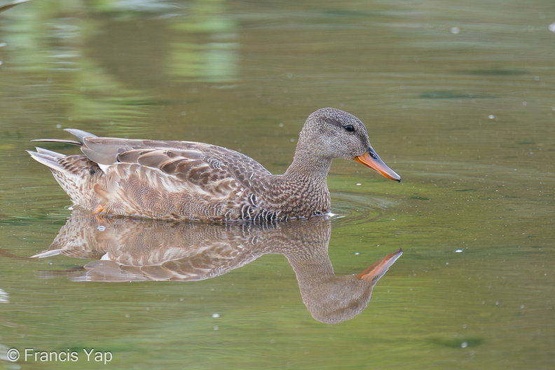 Gadwall-201204-126MSDCF-FYP02479-W.jpg