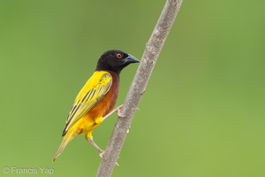 Golden-backed Weaver-120624-111EOS1D-FYAP9287-W.jpg