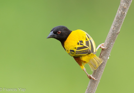 Golden-backed Weaver