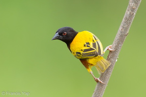 Golden-backed Weaver-120624-111EOS1D-FYAP9296-W.jpg