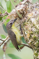 Golden-bellied Gerygone-110327-101EOS1D-FYAP4366-W.jpg