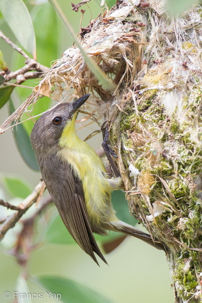 Golden-bellied_Gerygone-110327-101EOS1D-FYAP4366-W.jpg